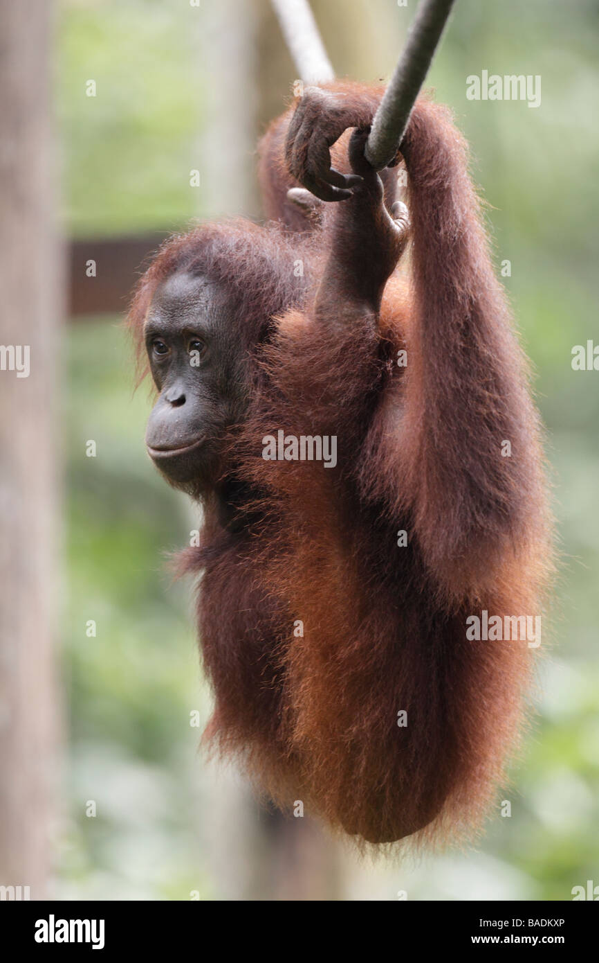 Orang-outan se balançant sur une corde Kabili Bornéo Rainforest Reserve de Sepilok Banque D'Images