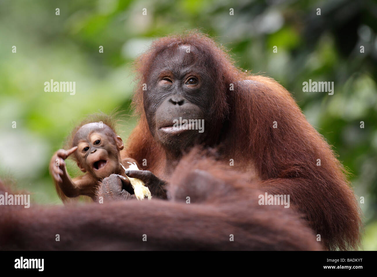 La mère et le bébé orang-outans de Sepilok Kabili Rainforest Reserve Sabah Bornéo Banque D'Images