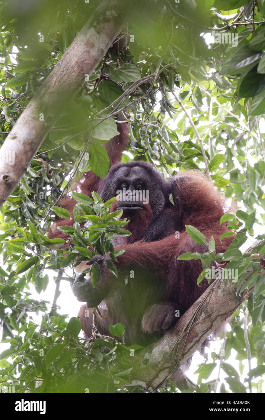 Les mâles sauvages Pongo pygmaeus orang-outan Danum Valley Conservation Sabah Bornéo Banque D'Images