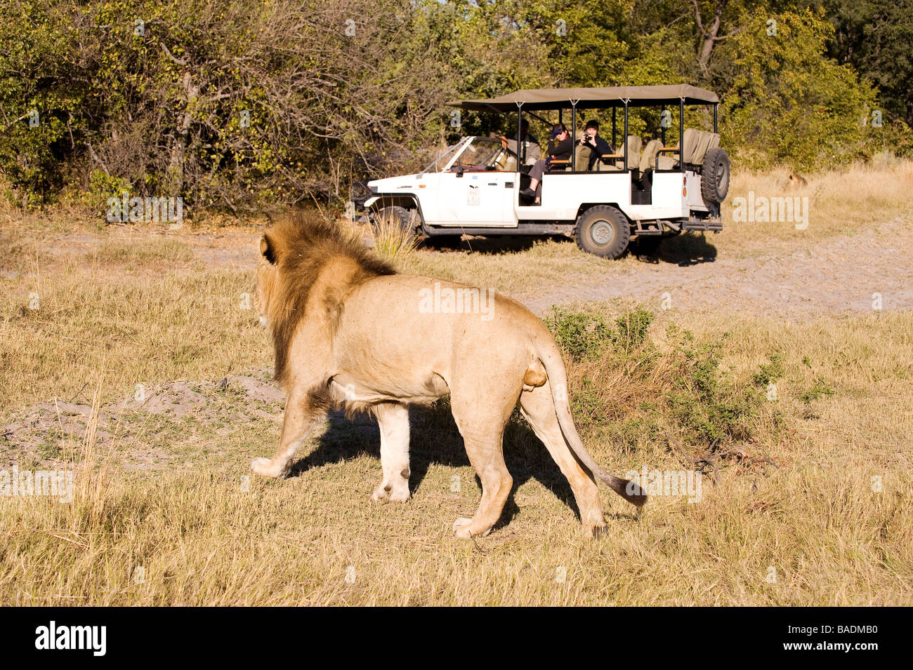 Le Botswana, au nord-ouest de la ville, parc de Moremi, lion ou Panthera leo Banque D'Images