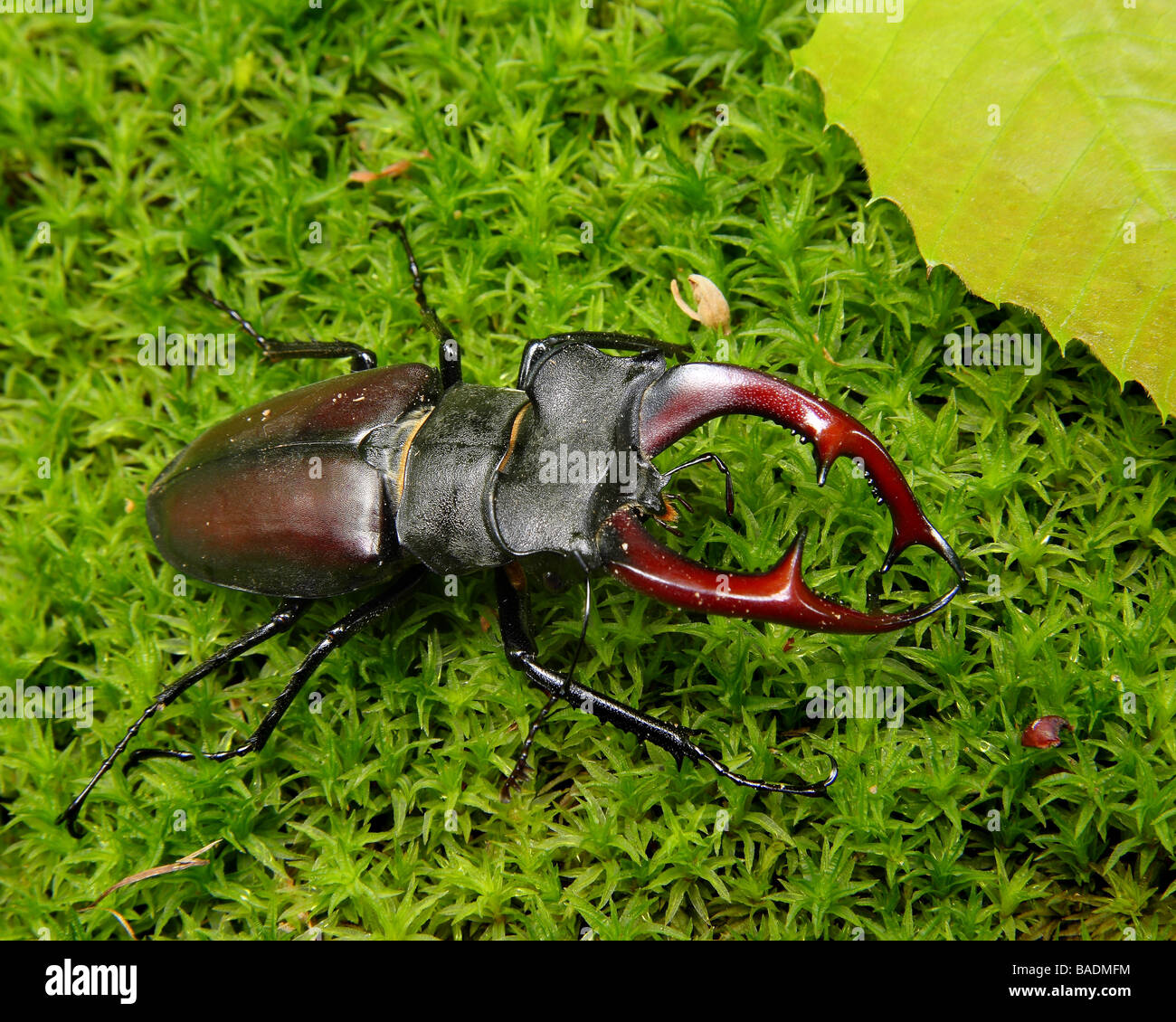 Un homme Stag beetle sur mousse Limousin France Banque D'Images