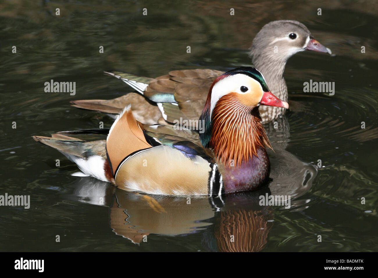 Paire de Canard Mandarin Aix galericulata prises à Martin simple WWT, Lancashire UK Banque D'Images