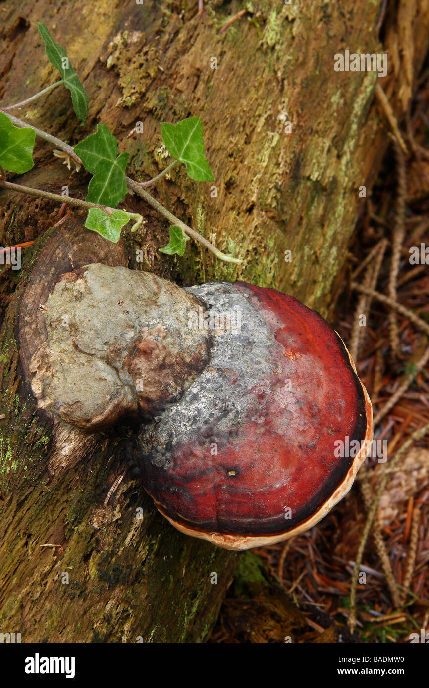 Phellinus igniarius un champignon poussant sur un vieil arbre tombé Limousin France Banque D'Images