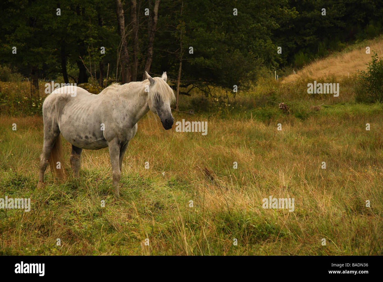 Un vieux cheval gris dans un champ Limousin France Banque D'Images