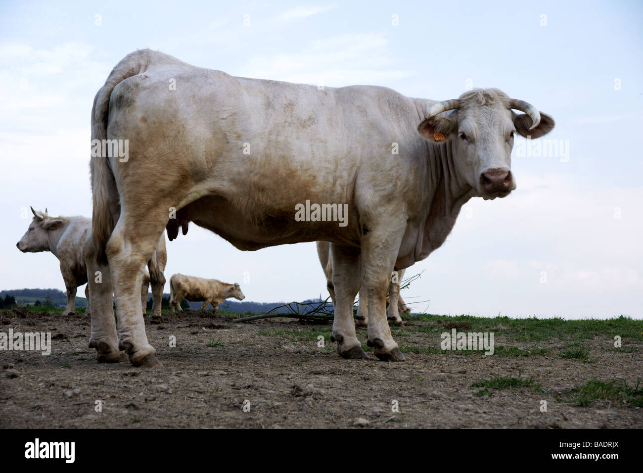 Les bovins. La race Charolaise. Vache avec d'autres bovins derrière Banque D'Images