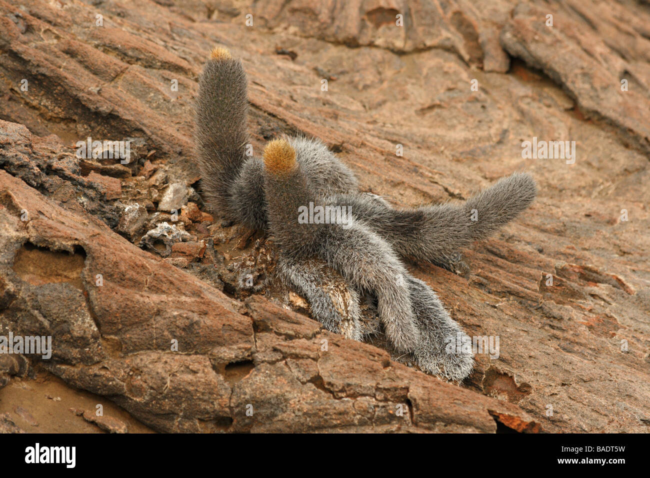 Cactus Brachycereus nesioticus (lave). Bartholomew Island, îles Galapagos. Banque D'Images