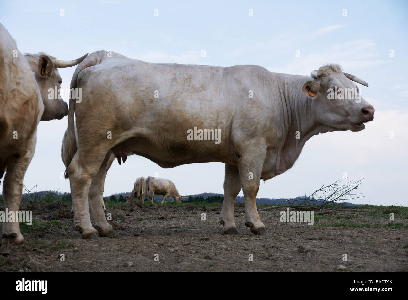 Les bovins. La race Charolaise. Jeune taureau qui sent une vache ; Banque D'Images