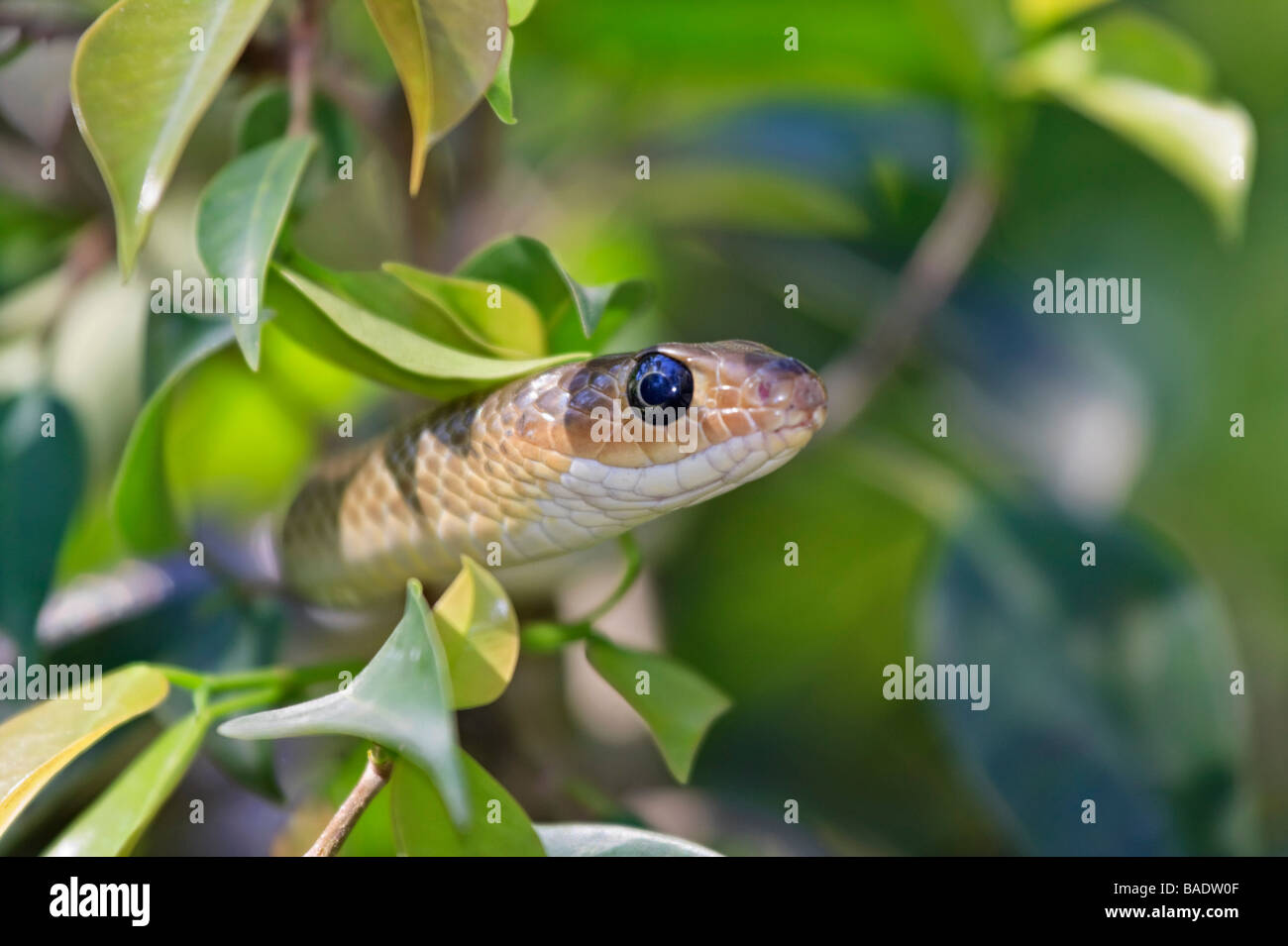 Bebe Serpent Vert Banque D Image Et Photos Alamy