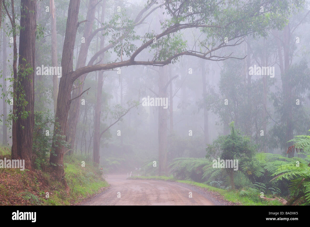 Route de gravier, Dandenong Ranges, Victoria, Australie Banque D'Images