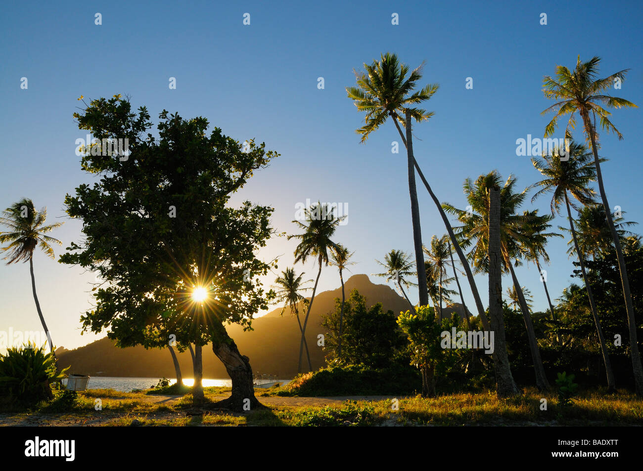 Lever du soleil par arbre, Maupiti, Polynésie Française Banque D'Images