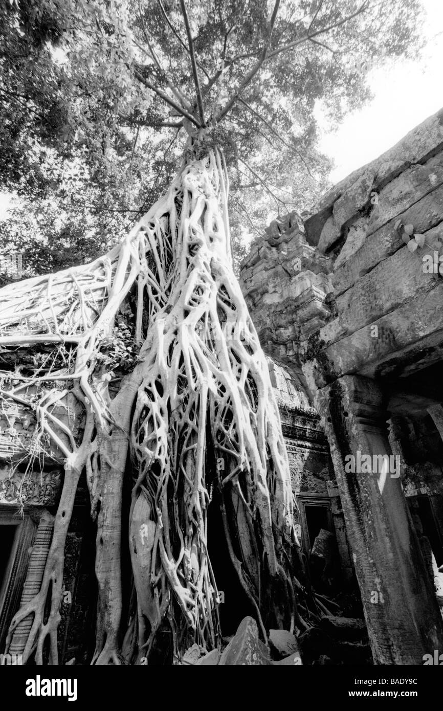 Envahis par les racines des arbres, Angkor Wat, Siem Reap, Cambodge Banque D'Images