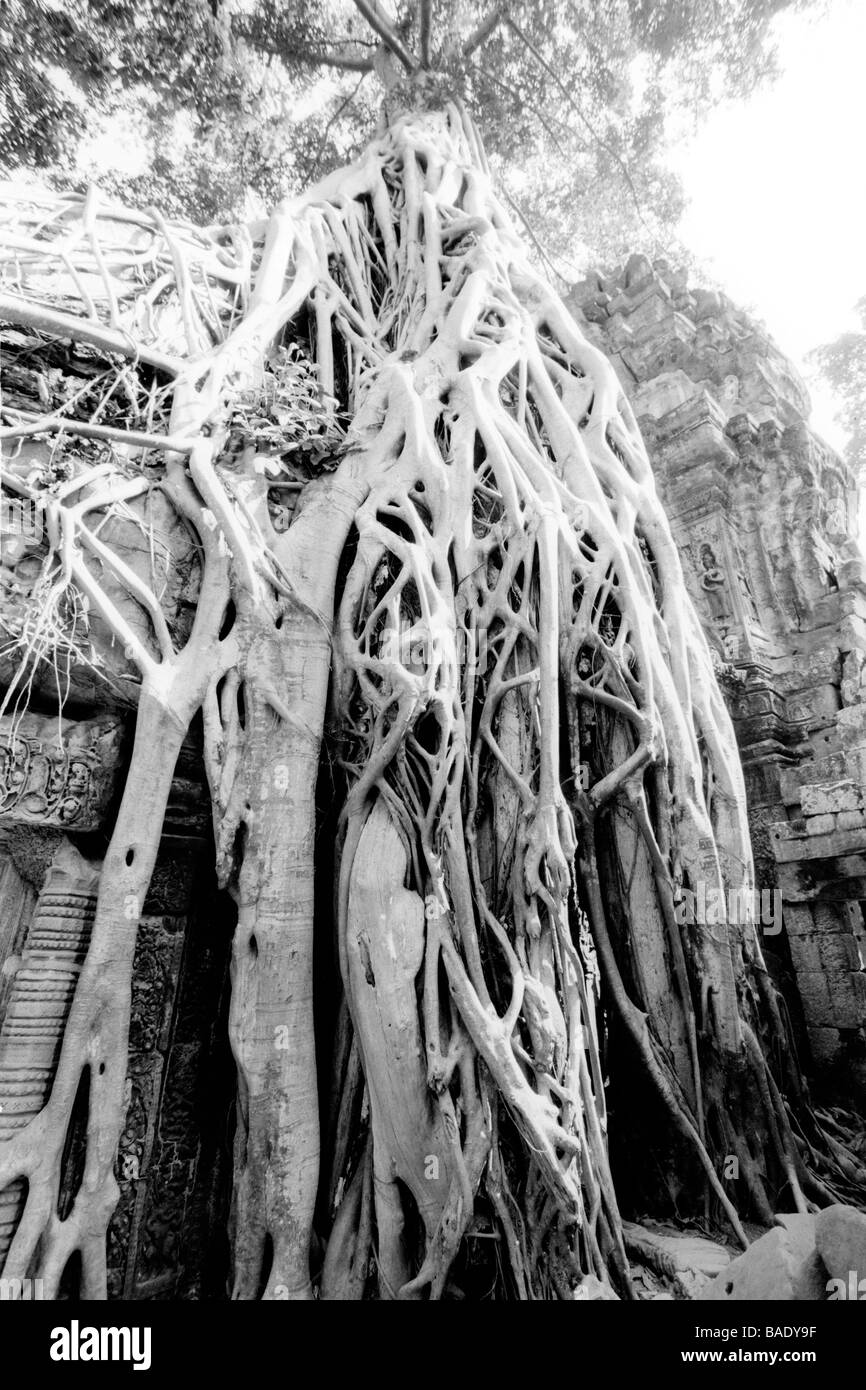 Envahis par les racines des arbres, Angkor Wat, Siem Reap, Cambodge Banque D'Images