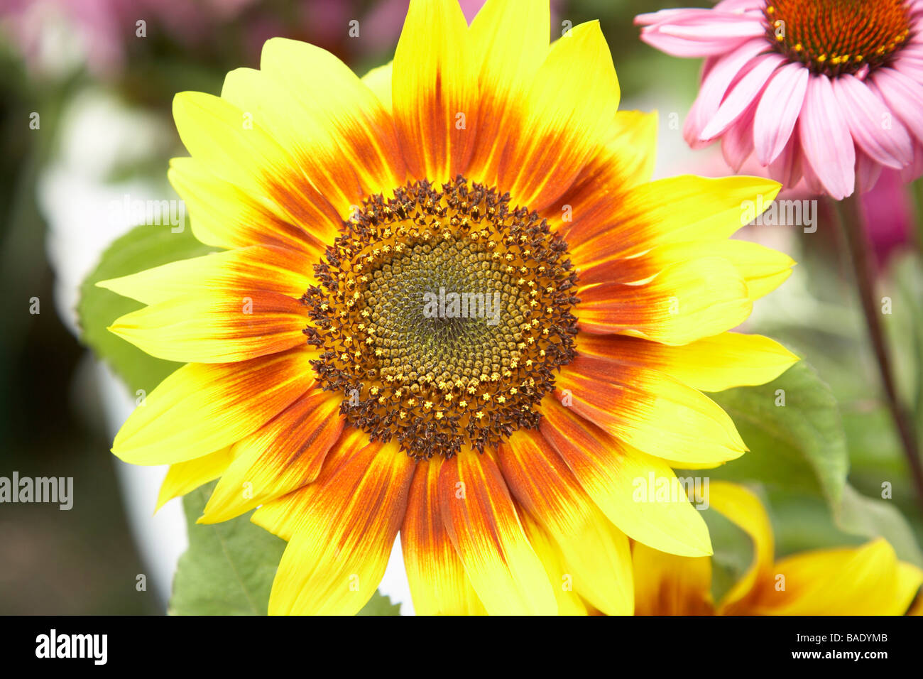 Portrait de fleur jaune Banque D'Images