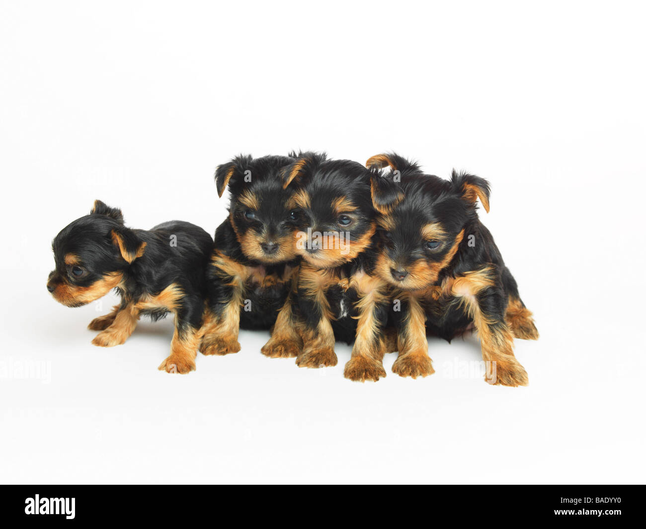 Chiots Yorkshire Terrier Banque D'Images