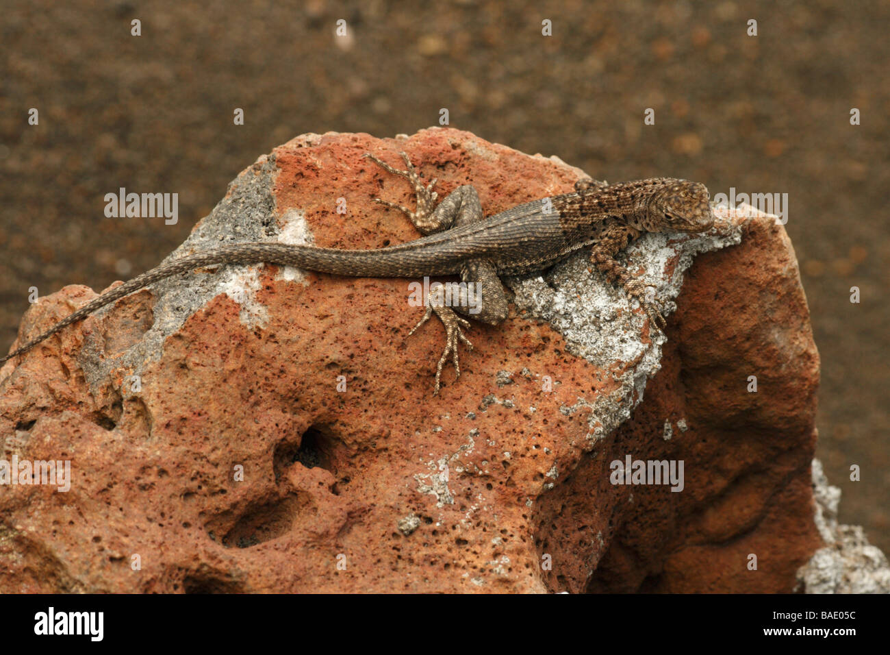 Lava Lizard Galapagos ( Microlophus albemarlensis). Bartholomew Island, îles Galapagos. Banque D'Images