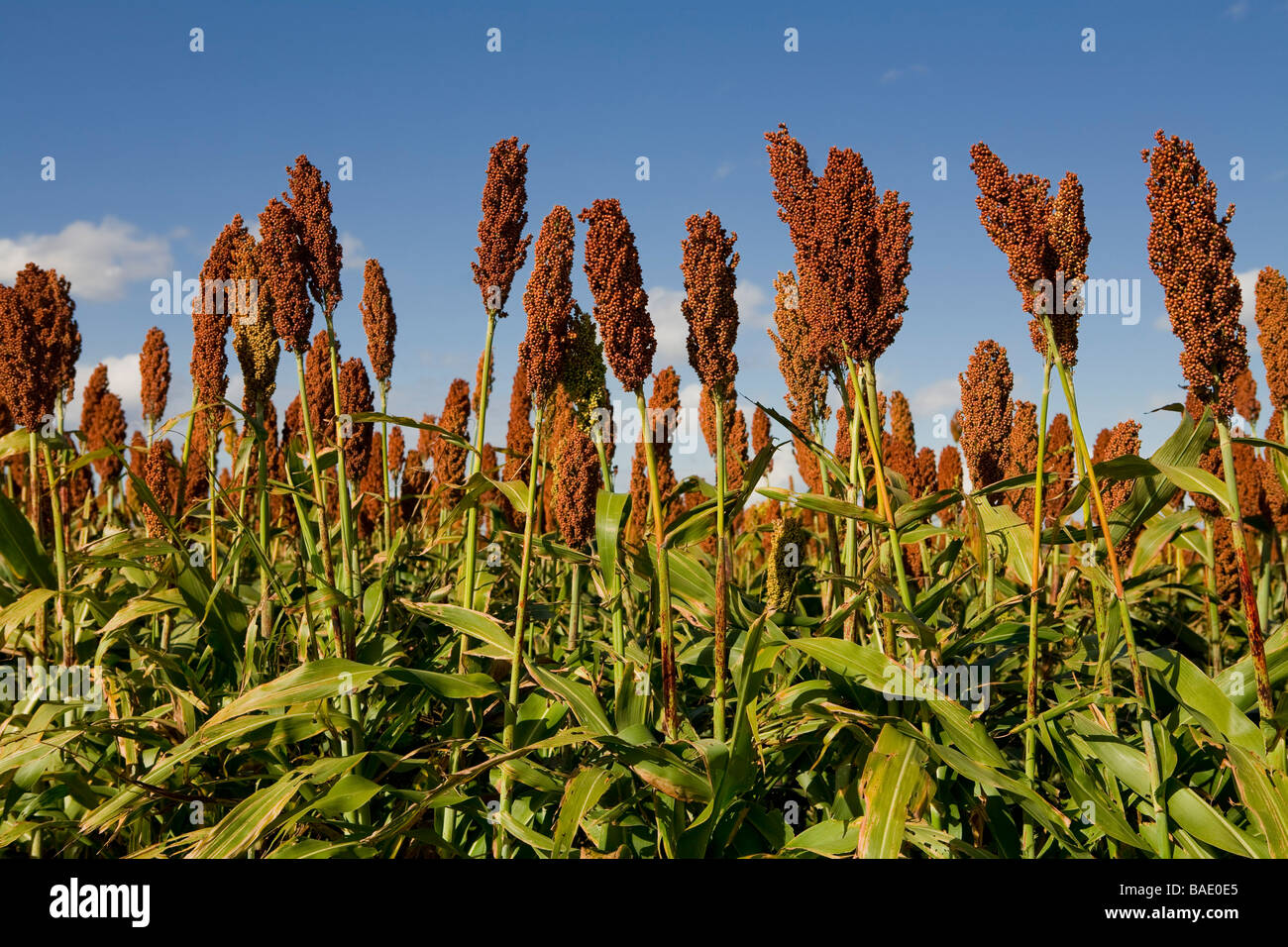 Plants de sorgho rouge prêt pour la récolte, l'Uruguay Banque D'Images