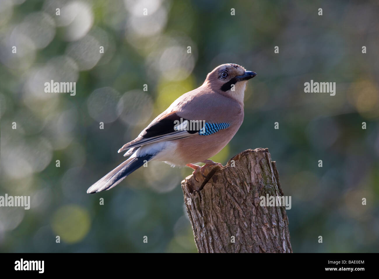 Jay.Garrulus glandarios Corvidae Banque D'Images