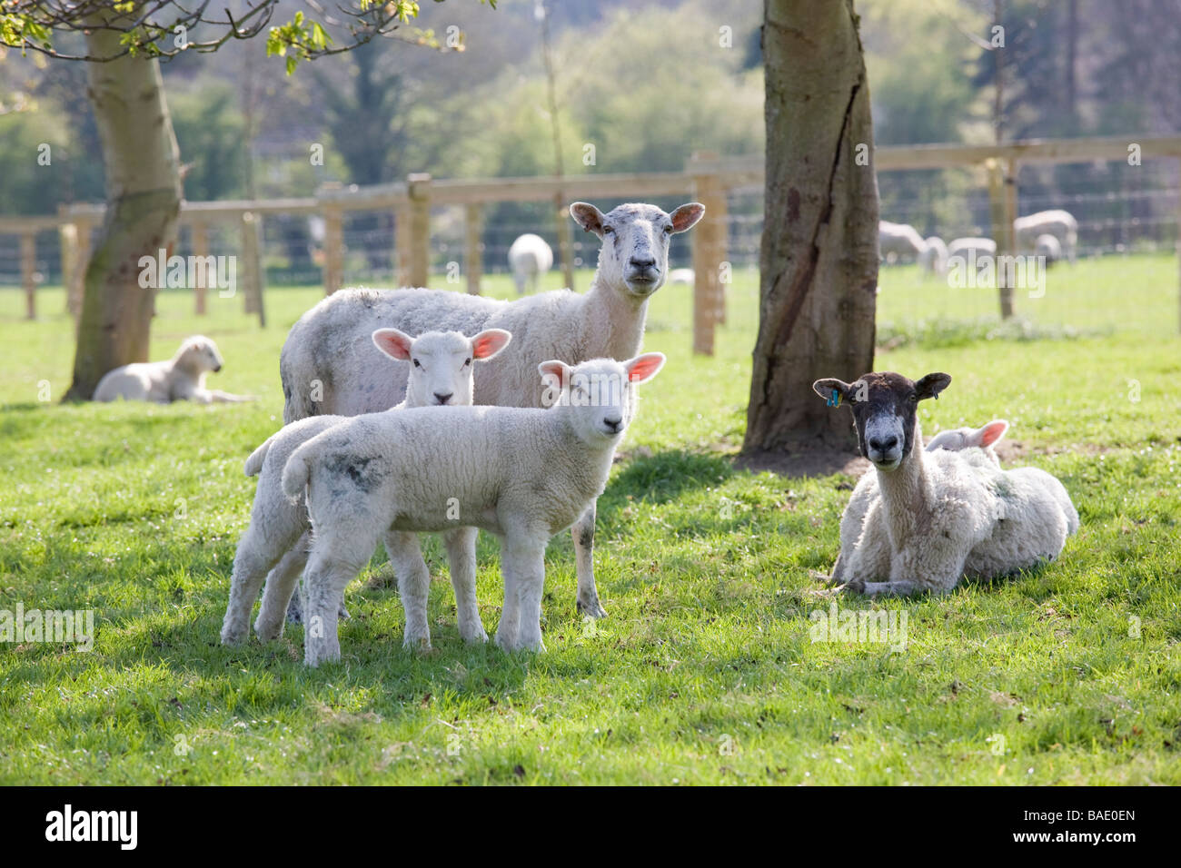 Un groupe d'agneaux et moutons dans un champ Banque D'Images