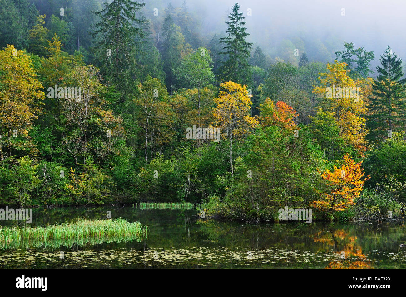 Forêt et lac Konigsee,, parc national de Berchtesgaden, en Bavière, Allemagne Banque D'Images