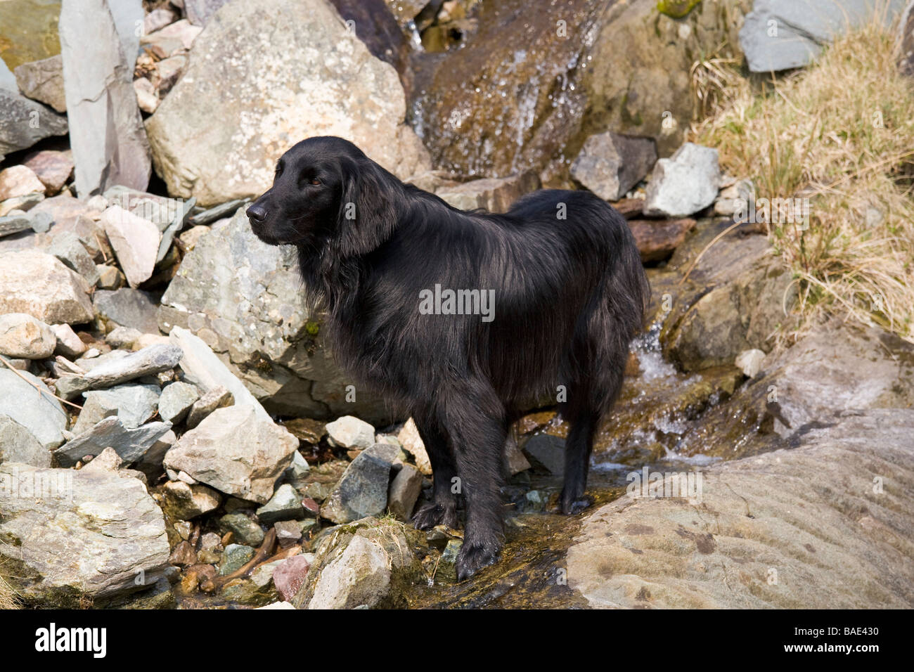Télévision noir Coated Retriever dog se trouve dans un ruisseau de montagne Banque D'Images