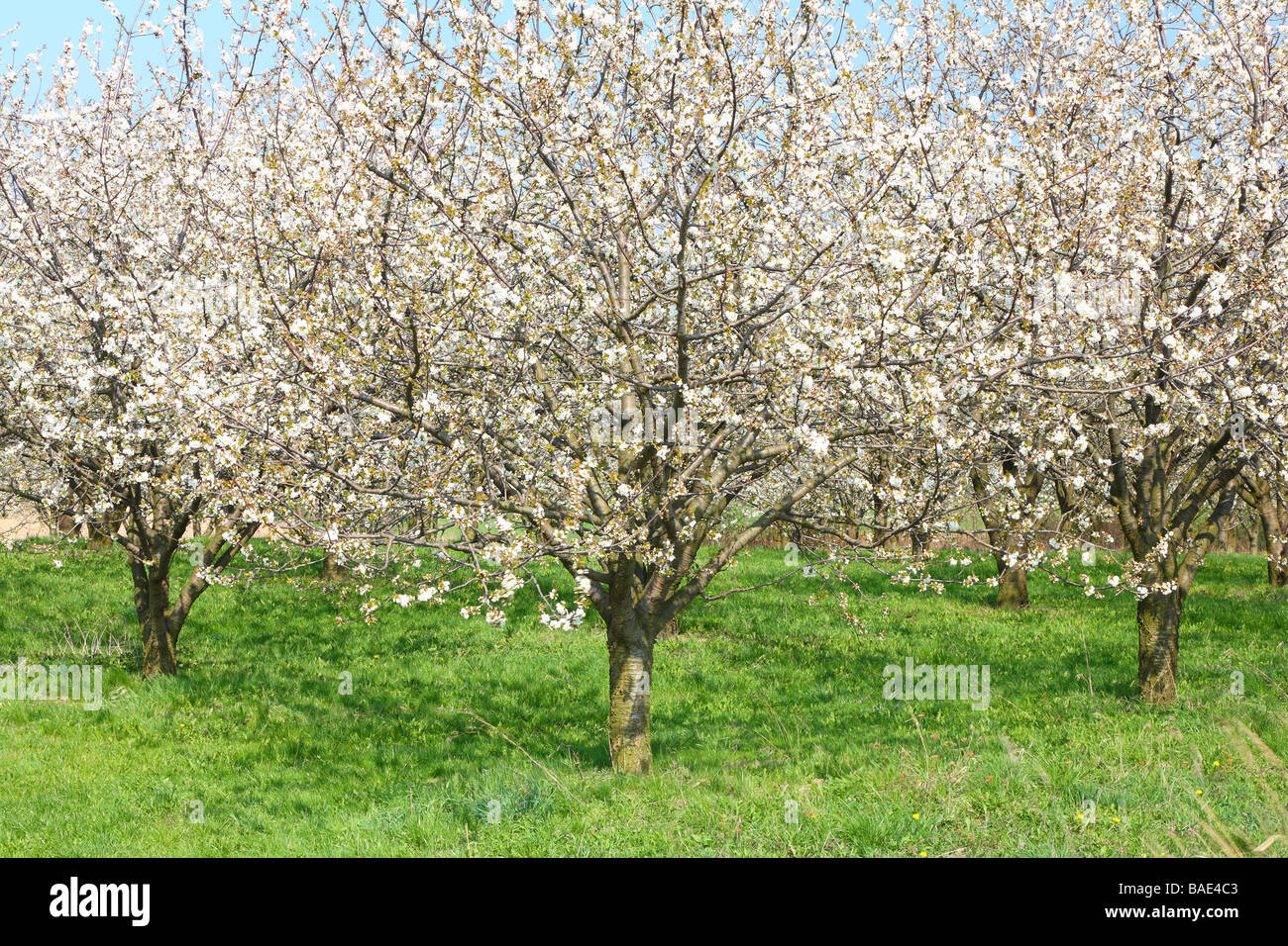 Les cerisiers fleurissent dans une journée de printemps ensoleillée plantation cerisier Cerasus avium Cherry Orchard Banque D'Images