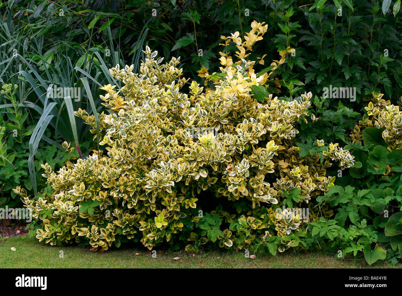 Euonymus fortunei 'Emerald n Gold Banque D'Images