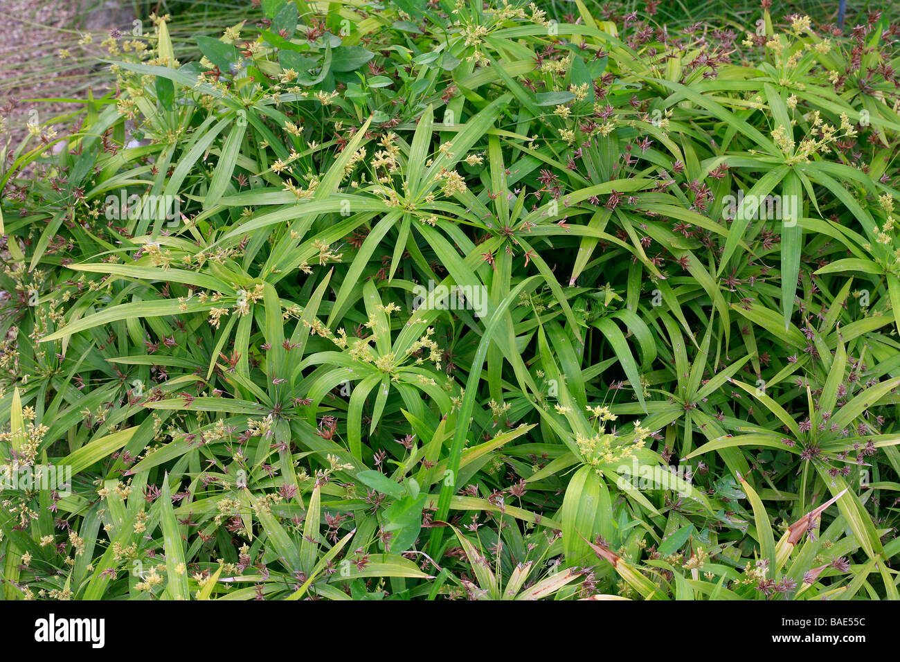 Cyperus diffusus Banque de photographies et d’images à haute résolution ...