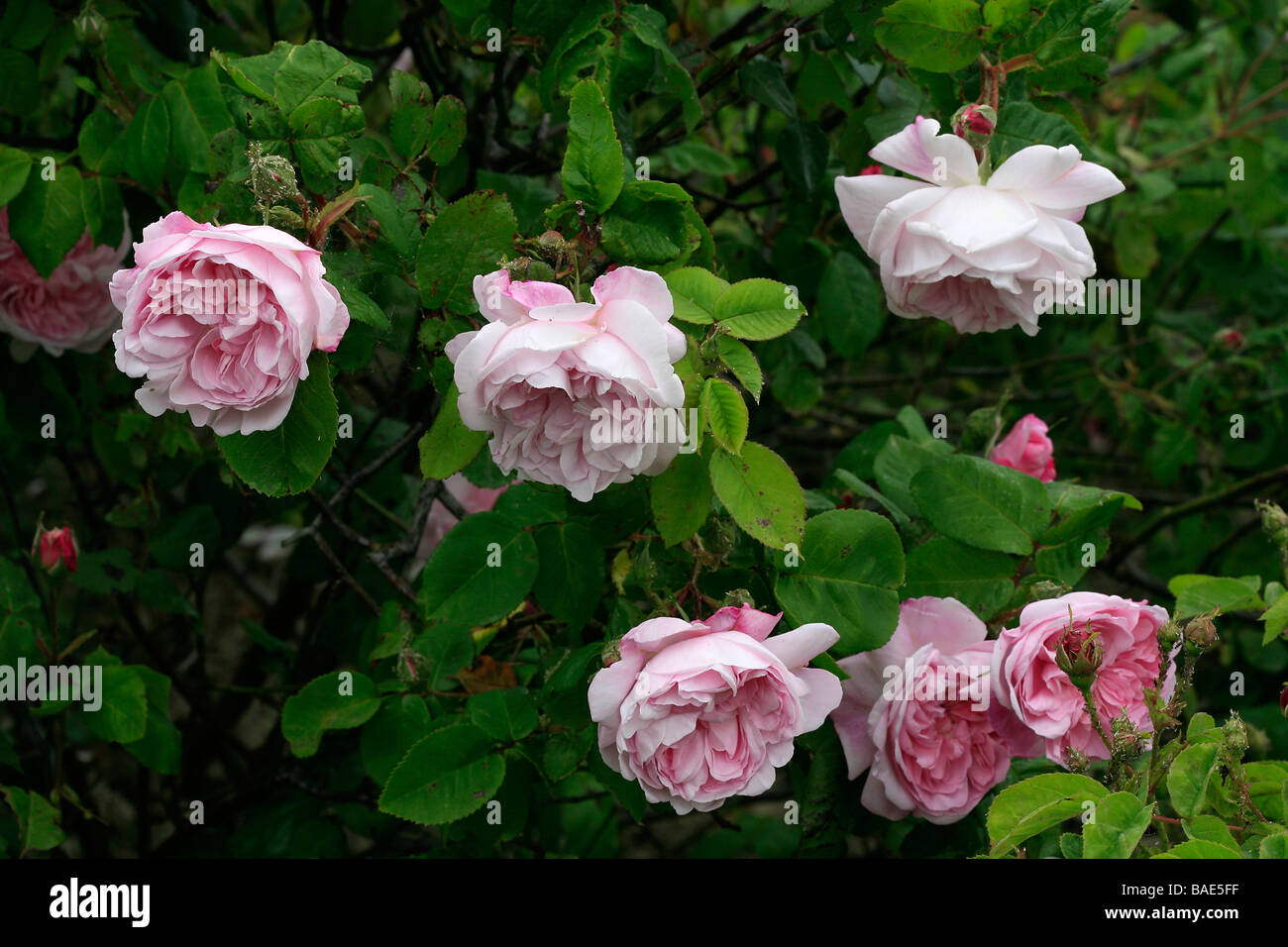 Rosa Centifolia Fantin Latour Banque D'Images