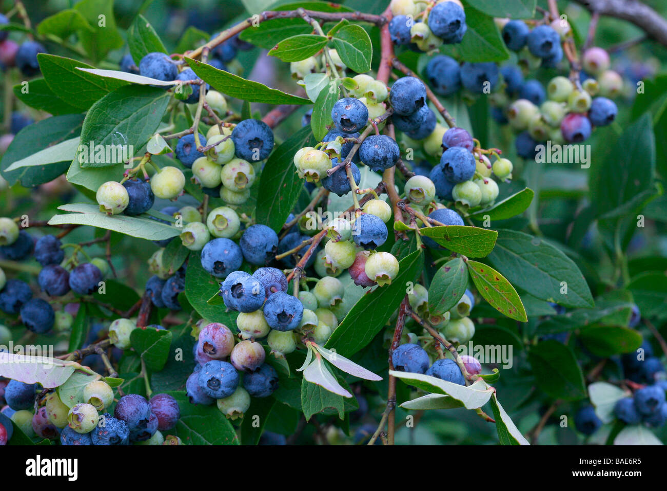 Vaccinium corymbosum Banque D'Images