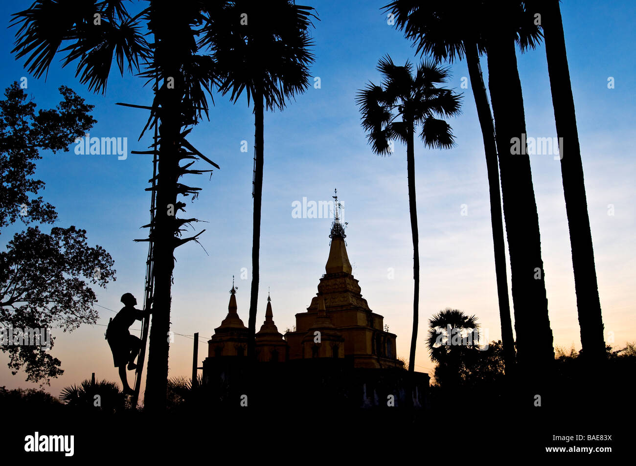 Myanmar (Birmanie), Division de Yangon, Bago, village de Paya Thuin Zu, site des trois pagodes, Nyoaye va au haut d'un palm Banque D'Images