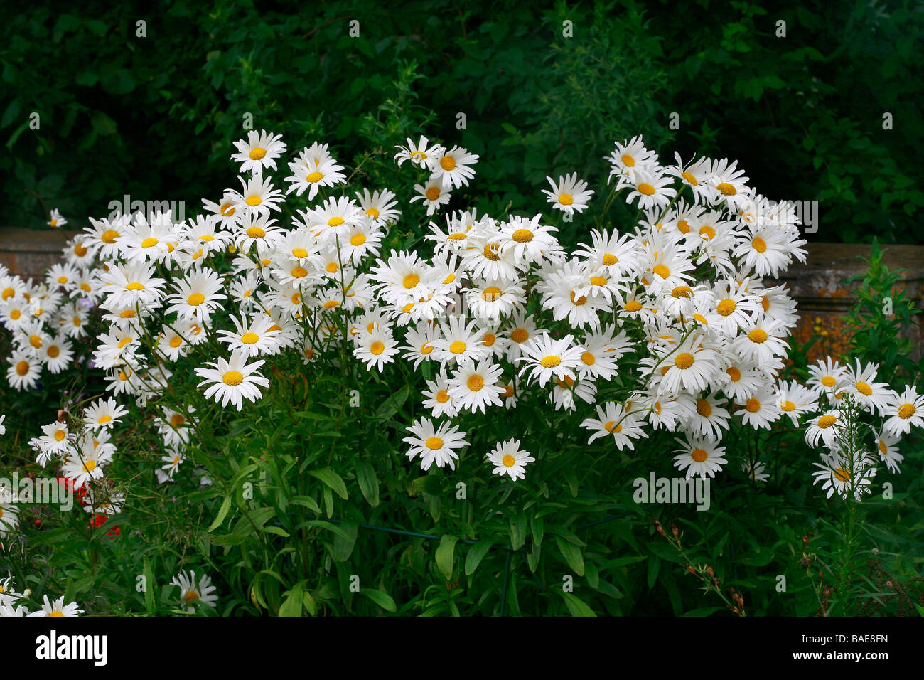 Leucanthemum x superbum 'Reine de mai' Banque D'Images