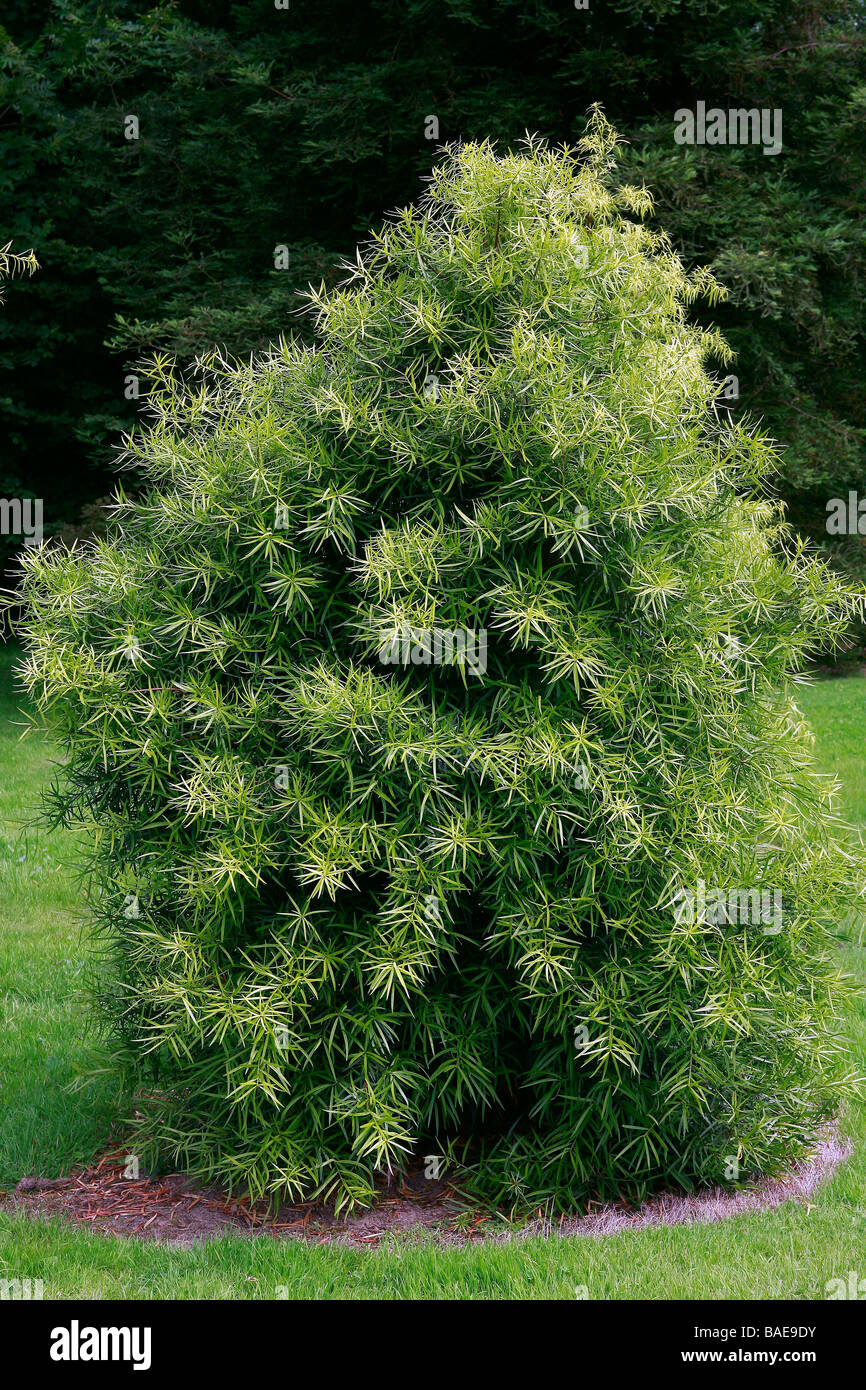 Podocarpus salignus Banque D'Images