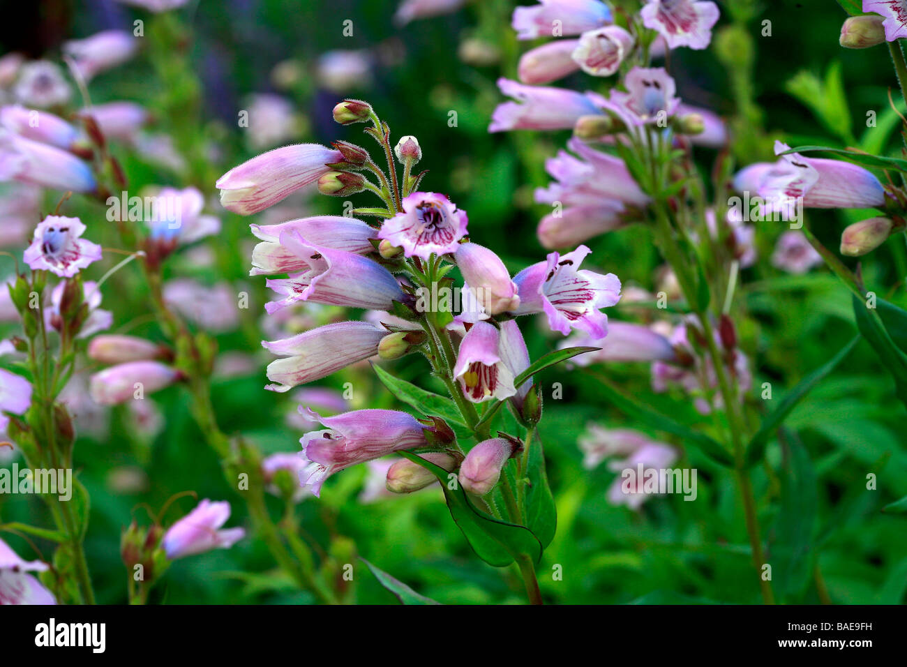 Penstemon "mère de Pearl' Banque D'Images