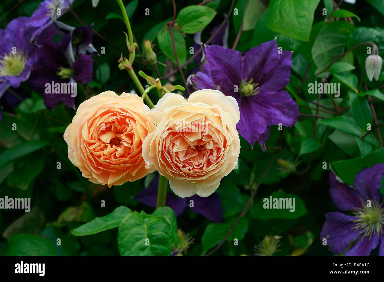 English rose 'Crown Princess Margareta' Banque D'Images