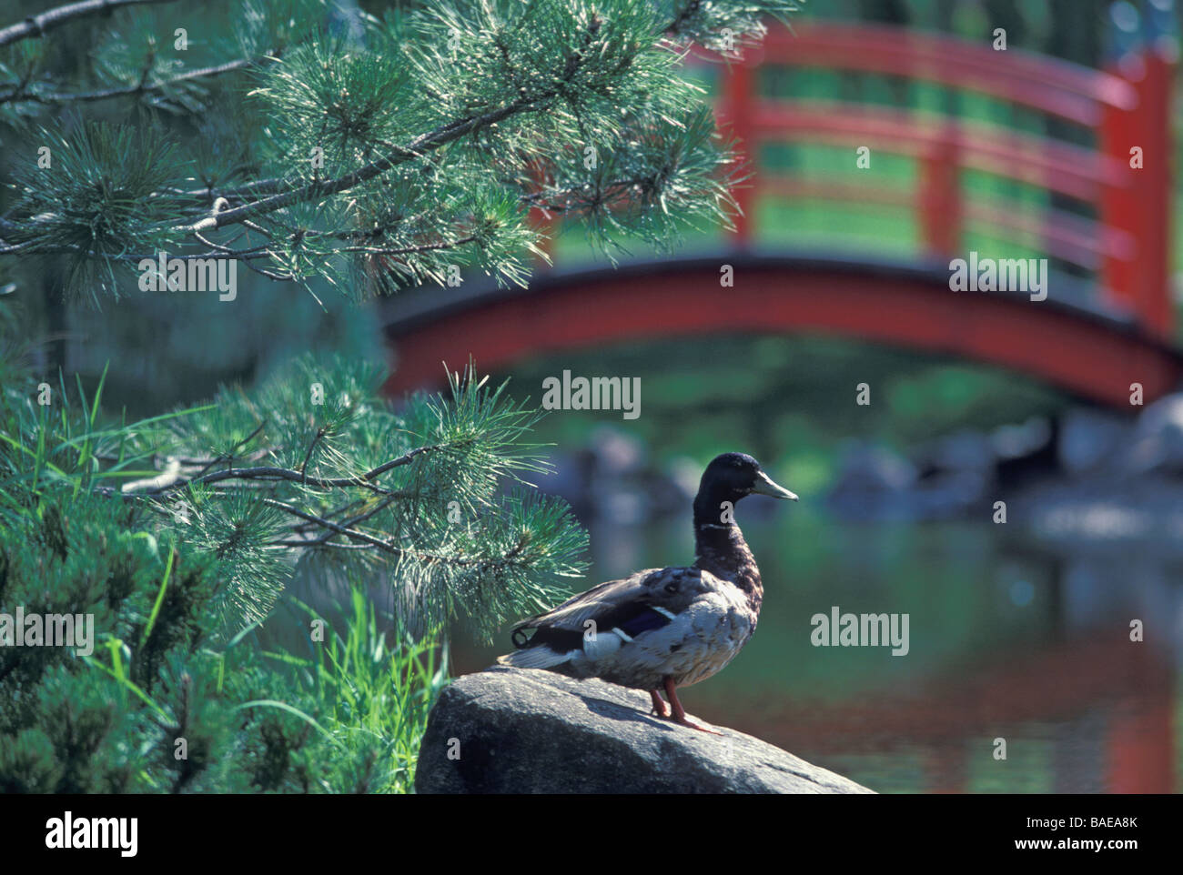 Les jardins japonais à Normandale Community College Banque D'Images