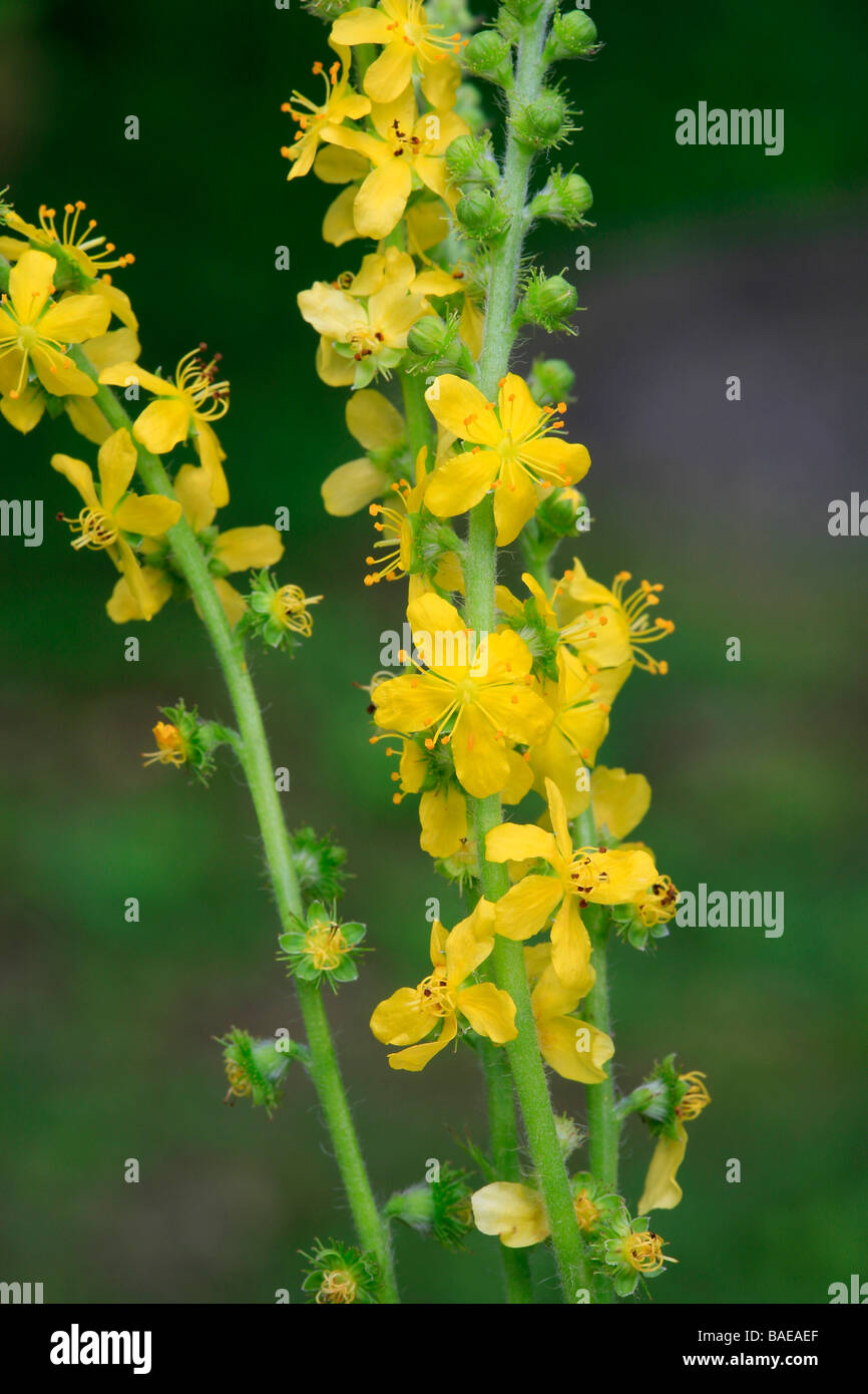 Agrimonia eupatoria Banque D'Images