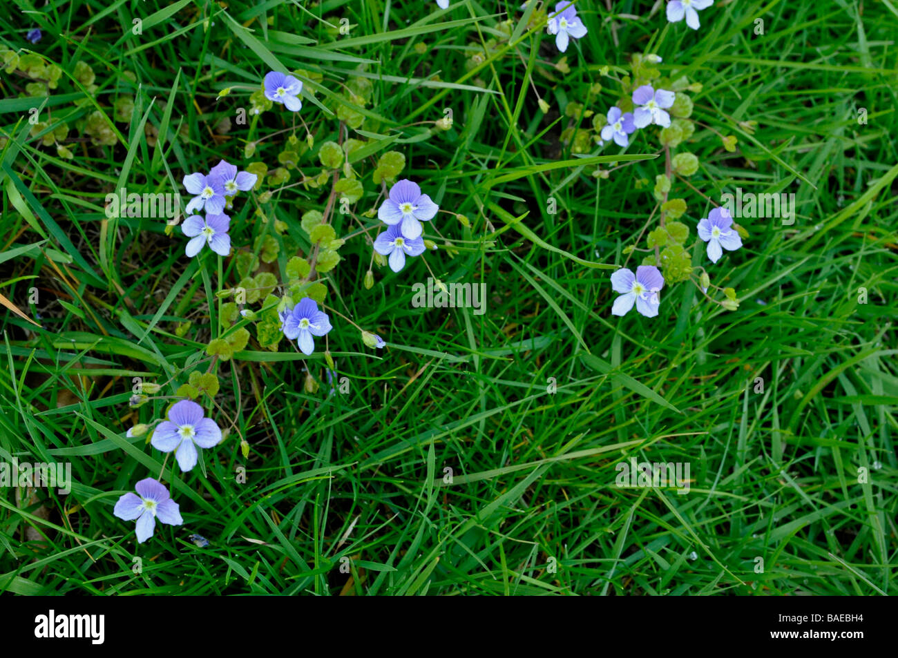 Germander Speedwell / Veronica chamaedrys poussant dans l'herbe. Banque D'Images