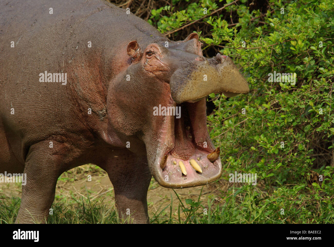 - Hippopotame Hippopotamus amphibus Banque D'Images