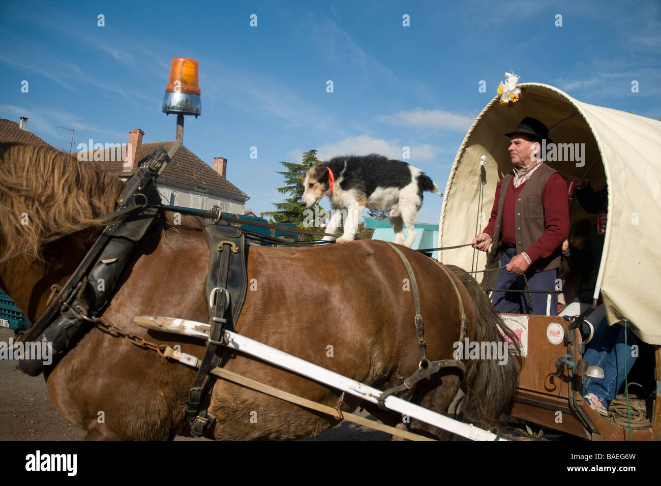 Petit chien grand cheval Promenades à cheval juste à Vic Fezensac, Gers, département sud-ouest de la France Banque D'Images