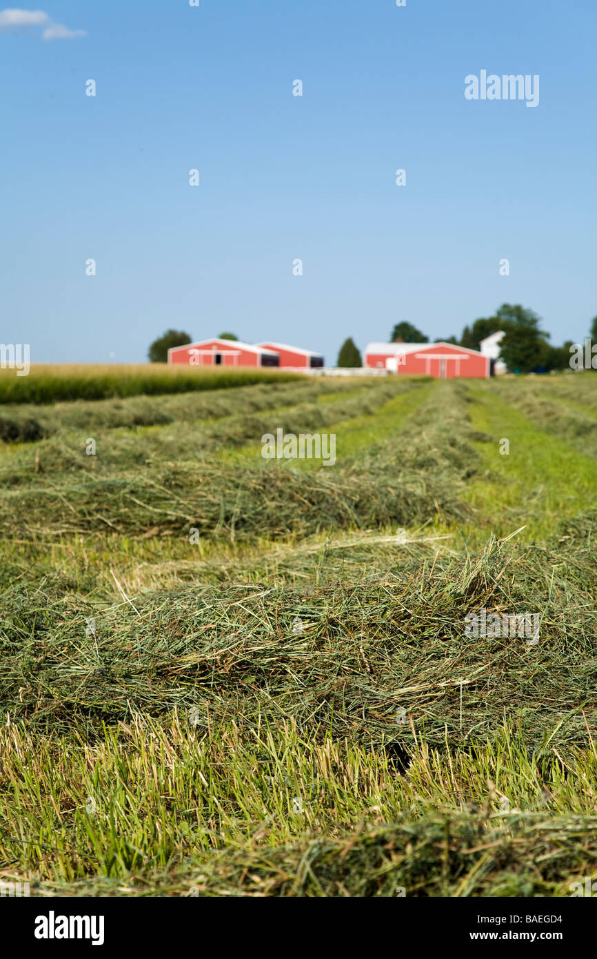 DeKalb ILLINOIS hay fraîchement tondu ratissé en rangées de champ agricole, des bâtiments de ferme en arrière-plan Banque D'Images