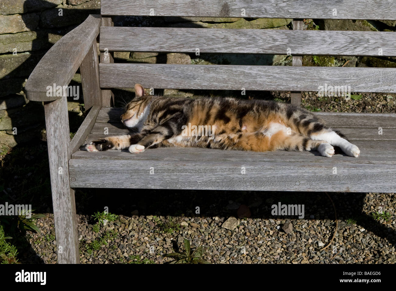 Un chat dormant sur un banc en bois au soleil Banque D'Images