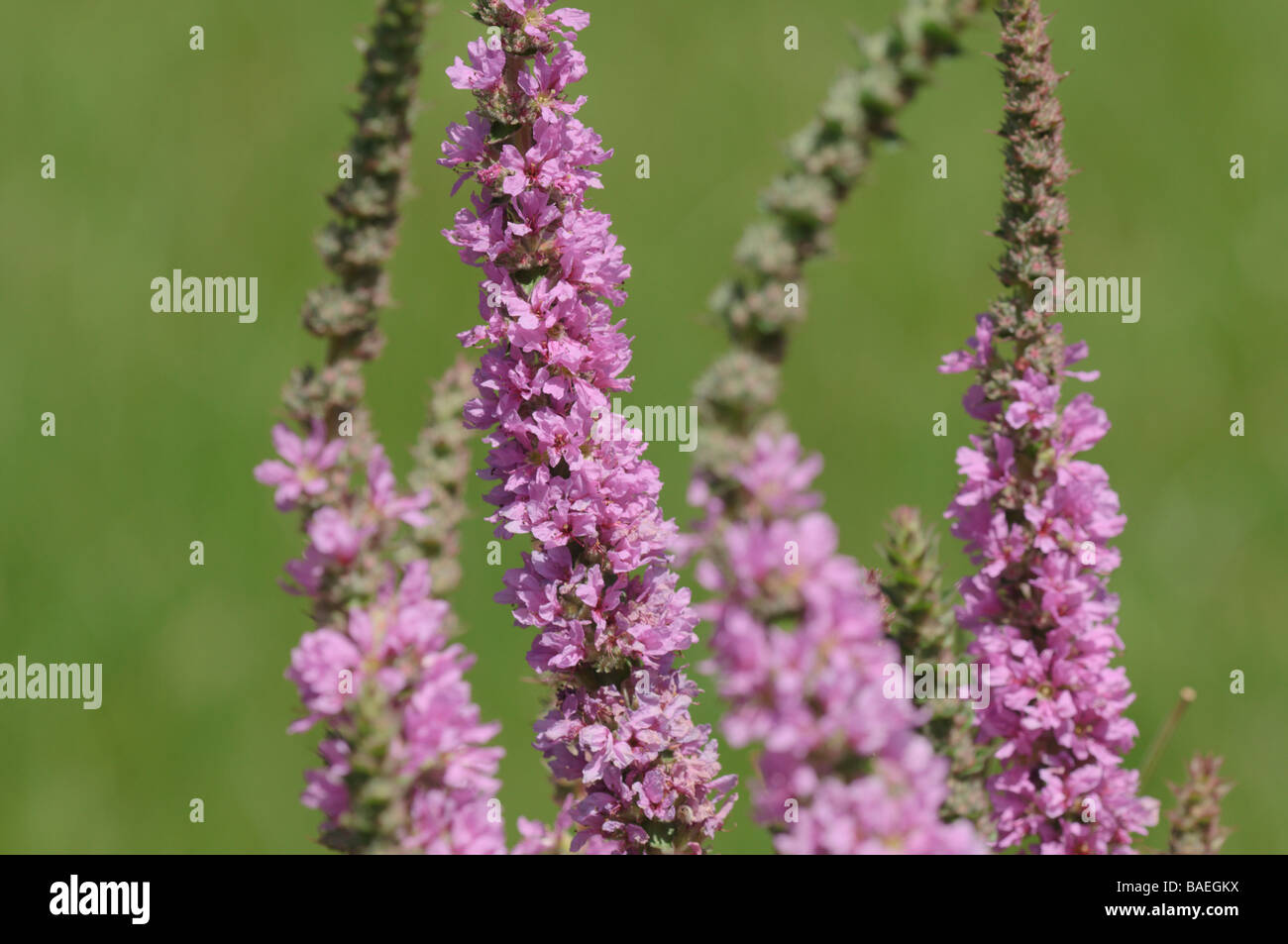 Lythrumm salicaria est une fleur très commune dans les prairies de pâturage Pyrénées Espagne Banque D'Images