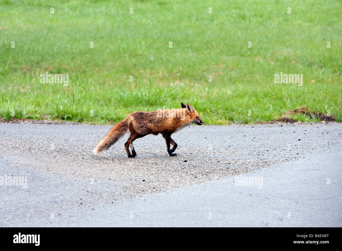 Une Amérique du Nord Red Fox traversent la route dans le pays. Banque D'Images