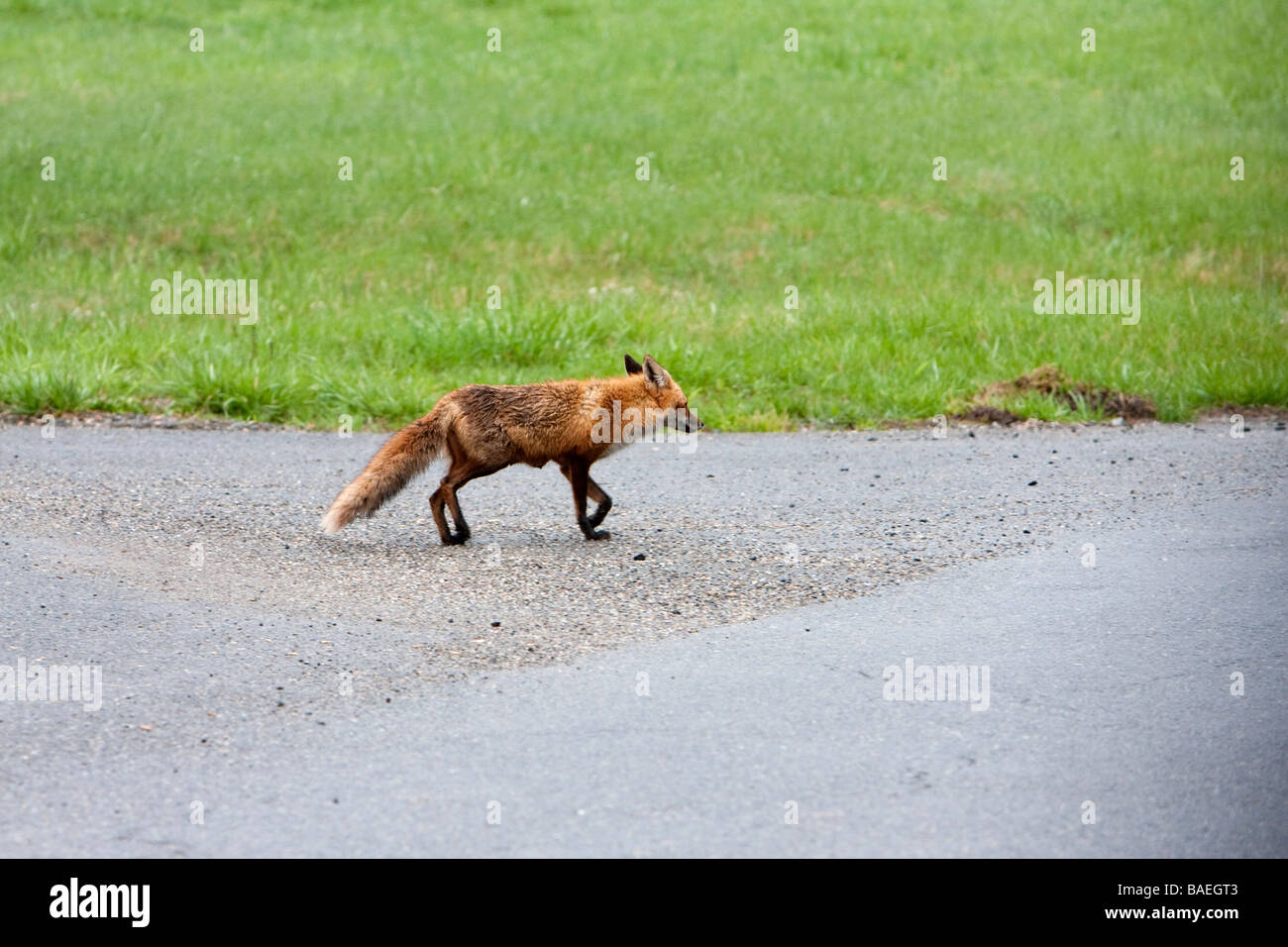 Une Amérique du Nord Red Fox traversent la route dans le pays. Banque D'Images