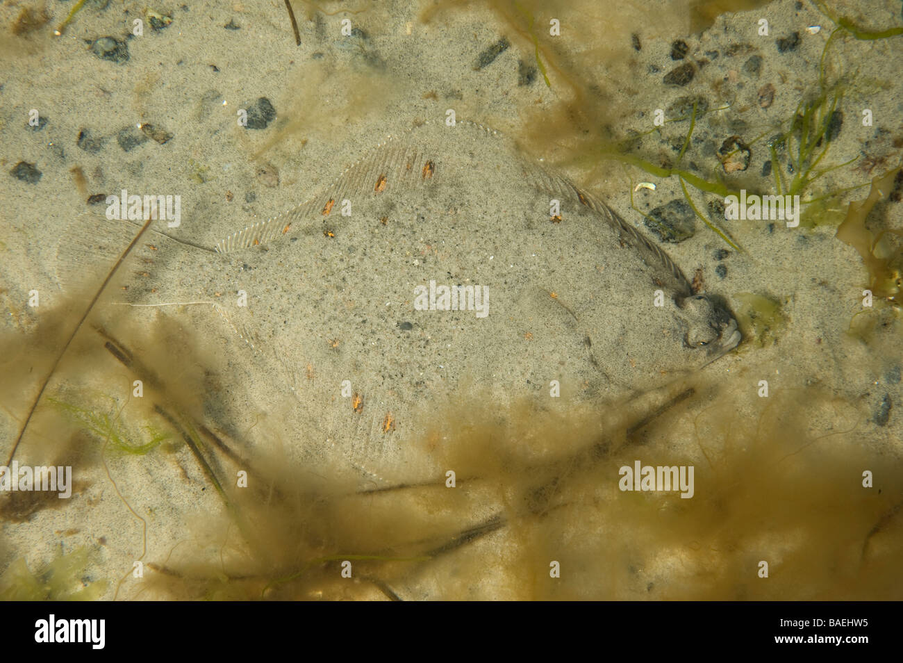 La plie rouge, la Suède Banque D'Images