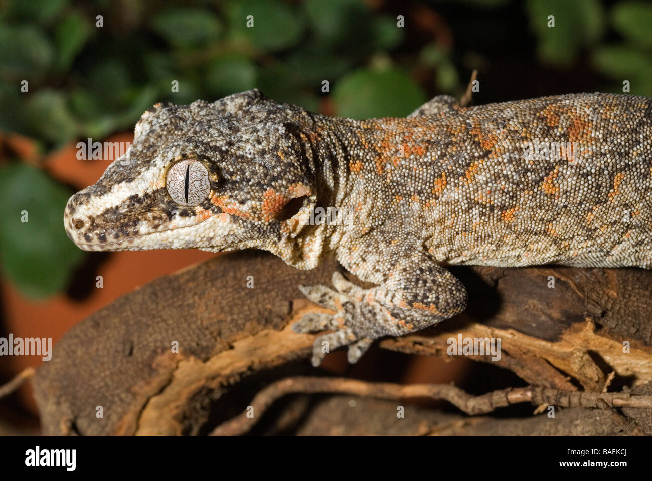 Gecko Rhacodactylus auriculatus, gargouille, Gekkonidae, Nouvelle Calédonie Banque D'Images