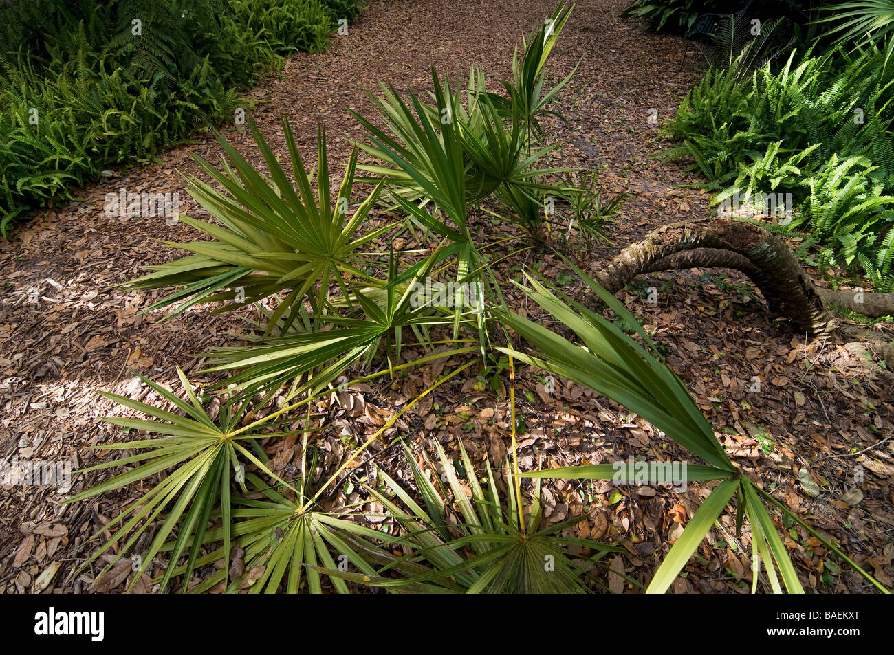 Les Jardins De La Tour Bok National Historic Landmark Lake Wales en Floride, le palmetto de scie Banque D'Images