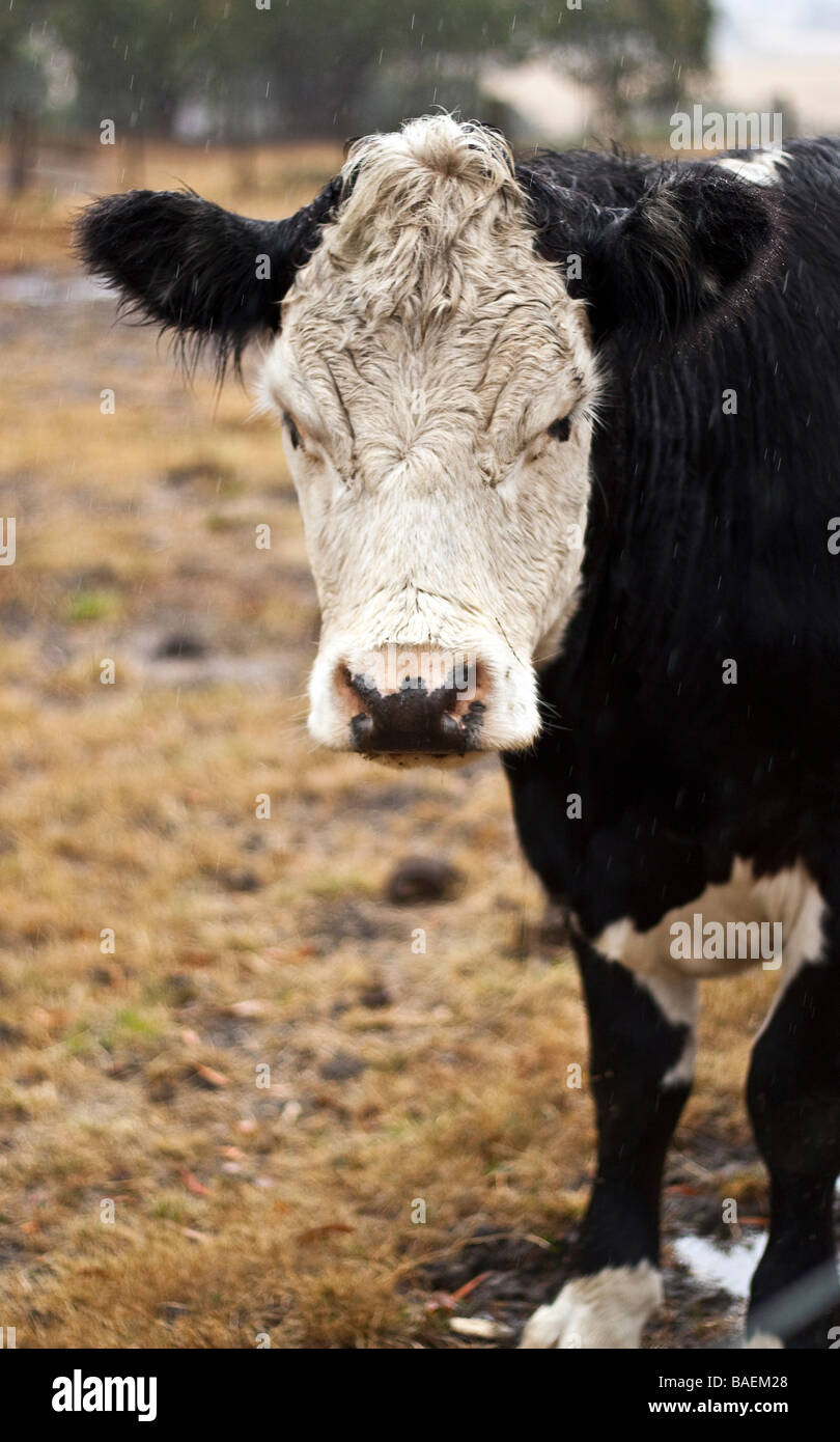 Head shot d'une vache Banque D'Images