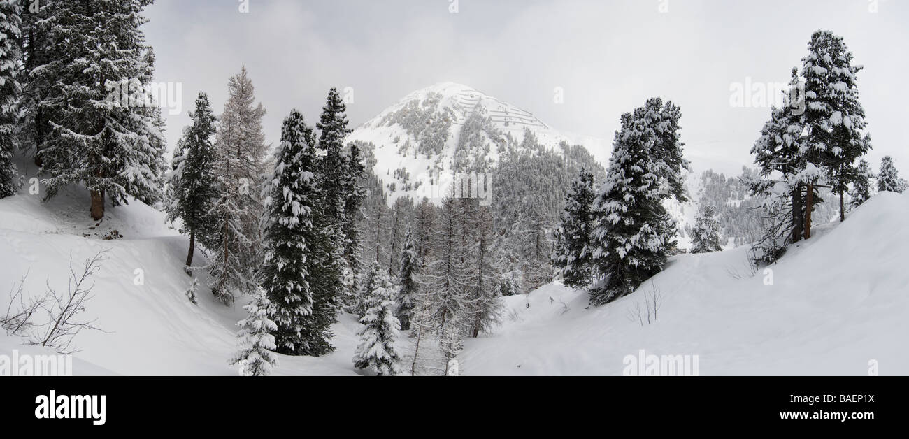 La forêt alpine dans la neige avec la montagne lointaine Banque D'Images