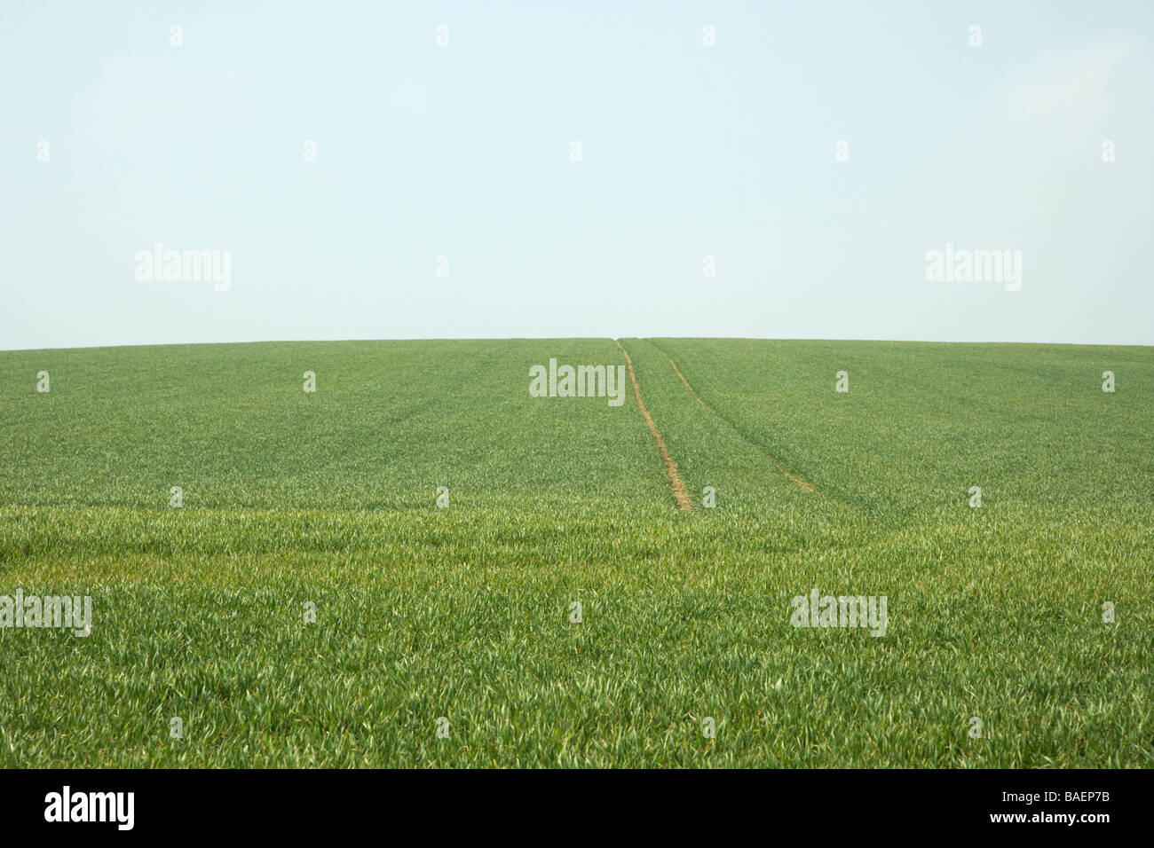 Green Field and Sky UK Essex LA003928 Banque D'Images